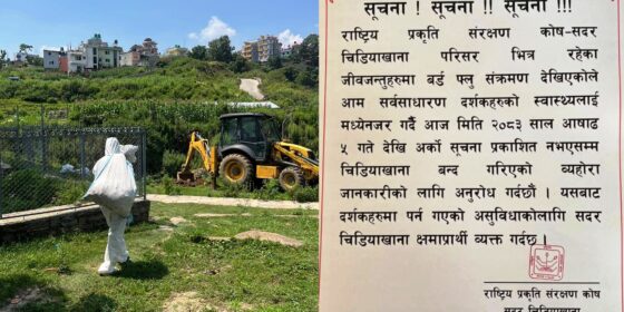 बर्डफ्‌लु: कीर्तिपुरमा ठूलो परिमाणमा कुखुरा, हॉस नष्ट, चिडियाखाना अनिश्चितकालिन बन्द