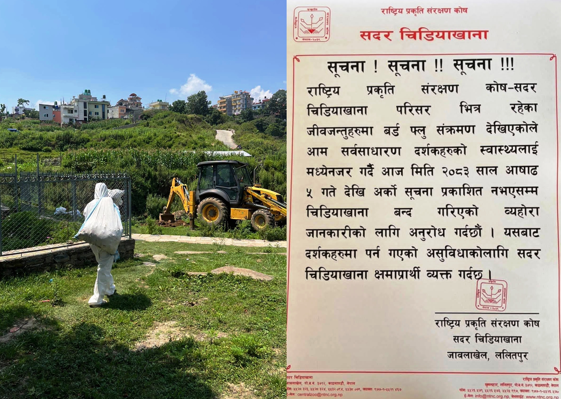 बर्डफ्‌लु: कीर्तिपुरमा ठूलो परिमाणमा कुखुरा, हॉस नष्ट, चिडियाखाना अनिश्चितकालिन बन्द