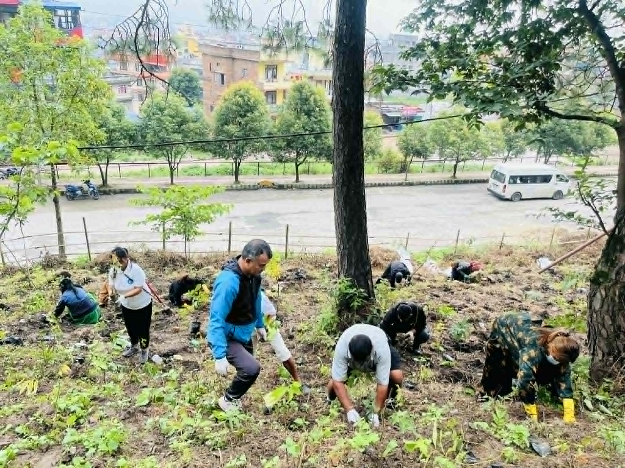 कीर्तिपुर २ वडाको वन क्षेत्रमा बृक्षरोपण कार्यक्रम