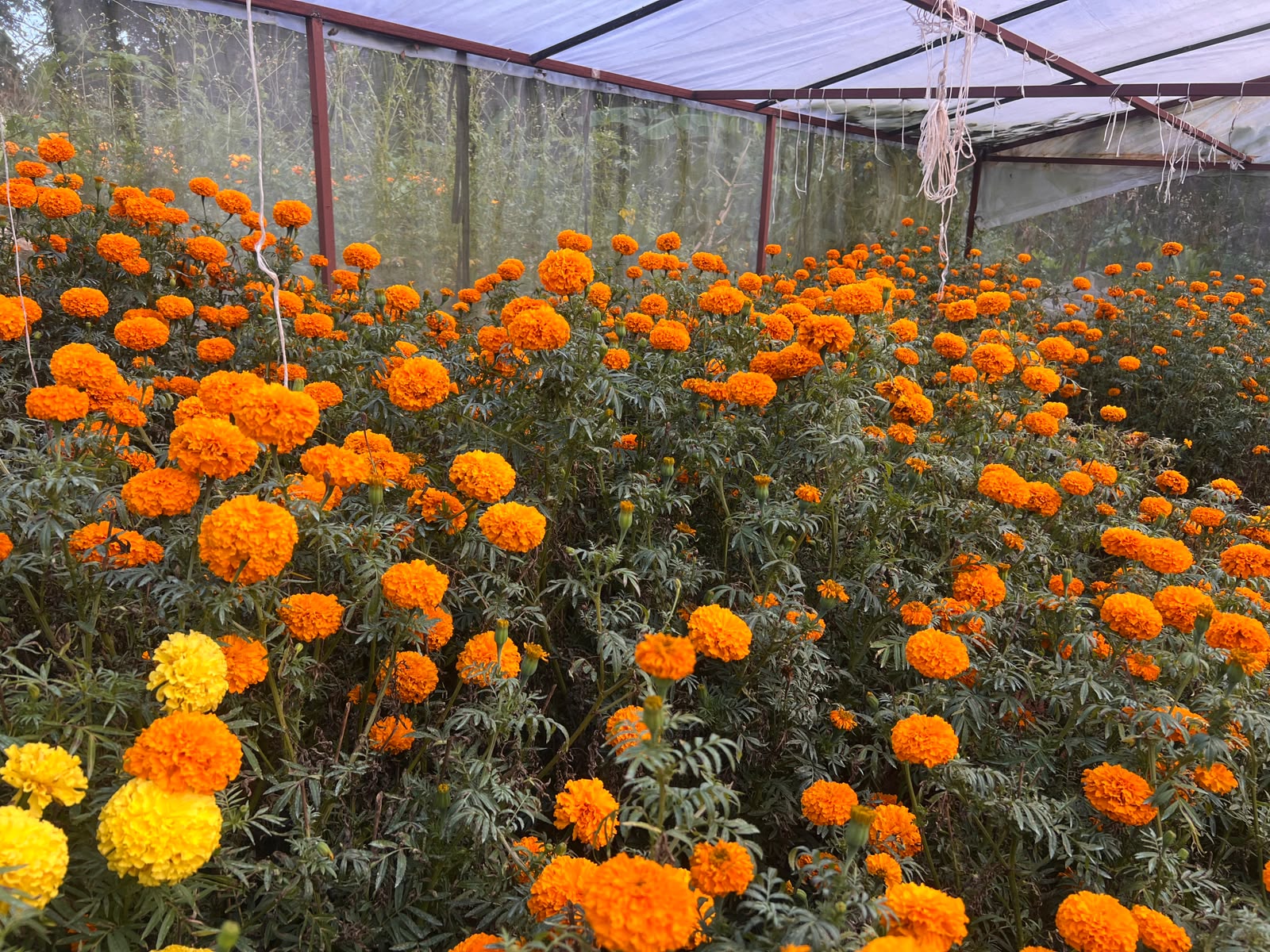 नेपालमा तिहारपूर्व फैलियो सयपत्री फूलको सुगन्ध
